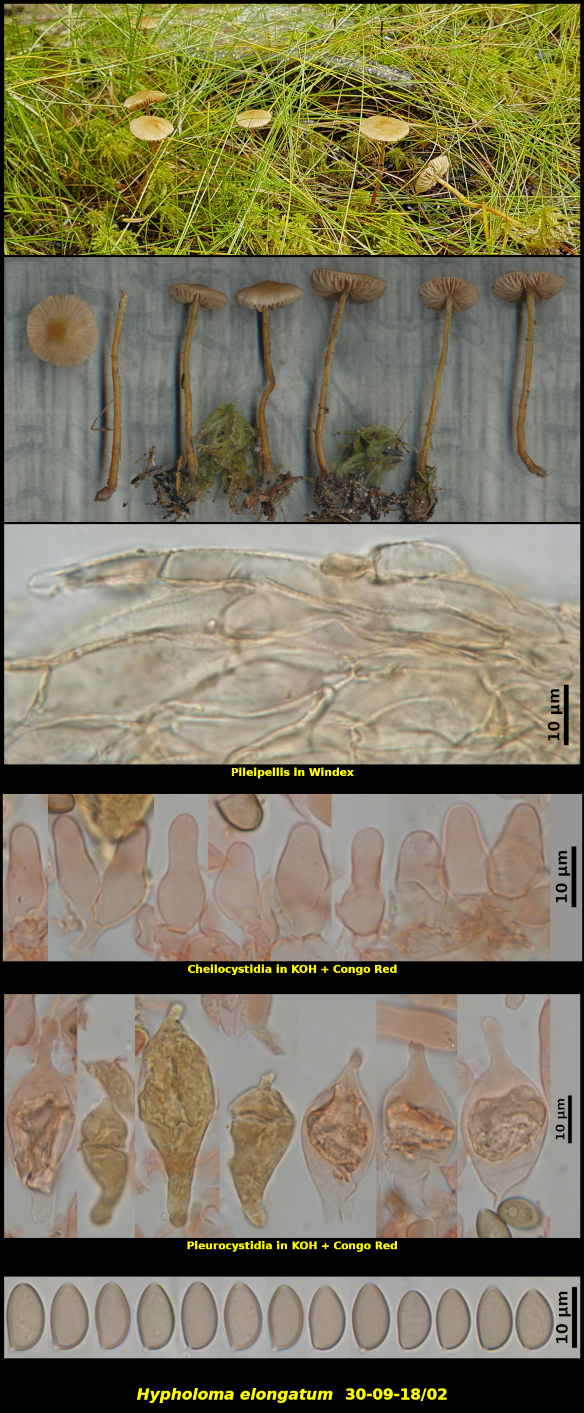 Picture of <i>Hypholoma elongatum</i> 30-09-18/02